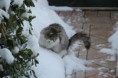 /album/minou-la-gattina-di-casa/img-0673-jpg/